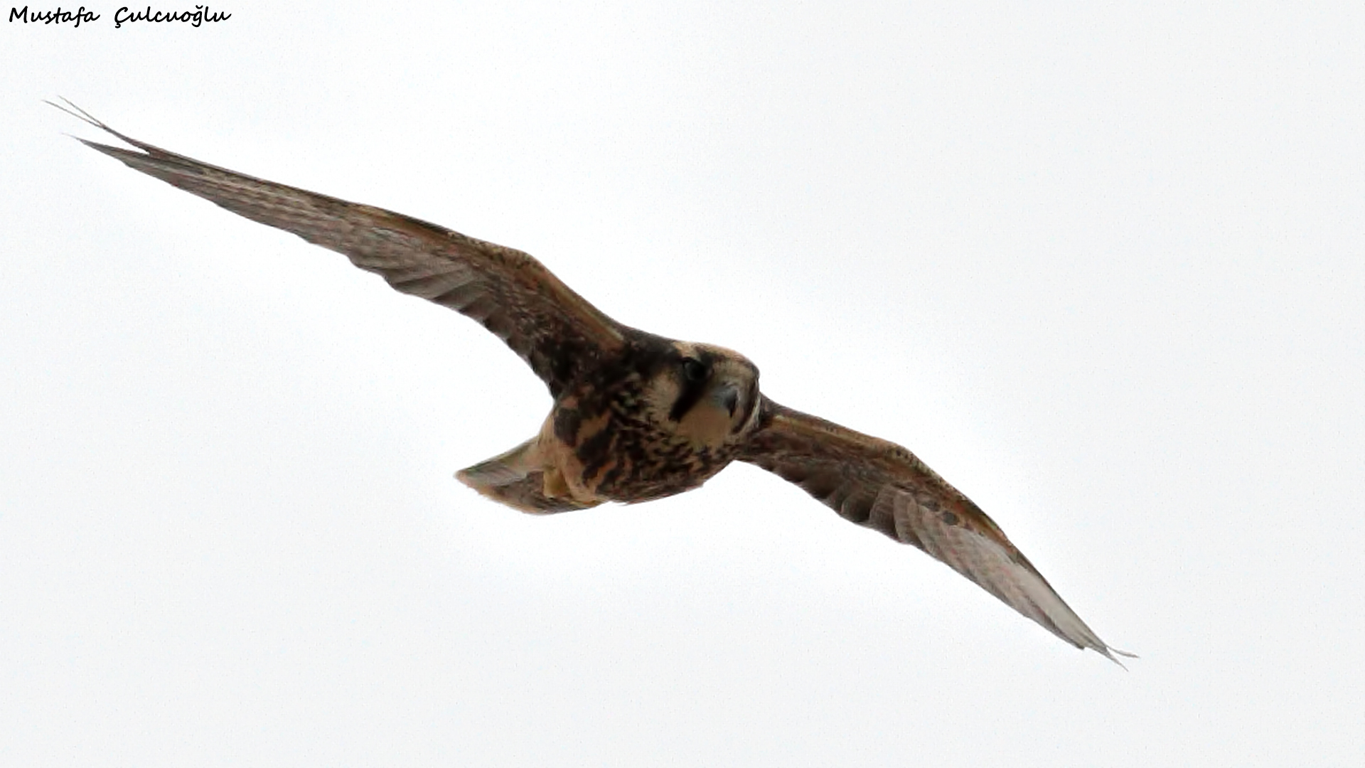 Lanner Falcon